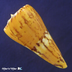 Conus riosi Petuch, 1986 - Imagem 3