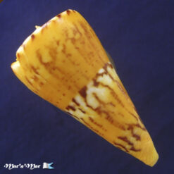 Conus riosi Petuch, 1986 - Imagem 2