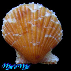 Argopecten noronhensis (E. A. Smith, 1885)