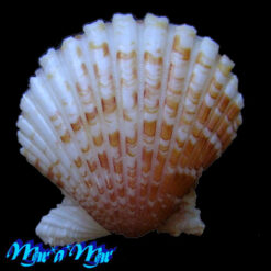 Argopecten noronhensis (E. A. Smith, 1885) - Image 2