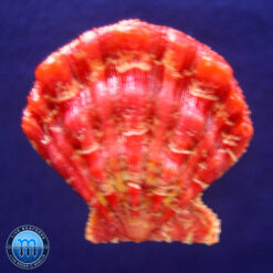 Nodipecten nodosus (Linnaeus, 1758)