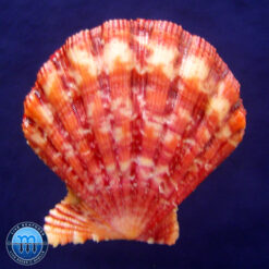 Nodipecten nodosus (Linnaeus, 1758) - Imagem 2