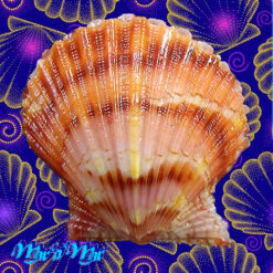 Argopecten noronhensis (E. A. Smith, 1885)