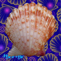 Argopecten noronhensis (E. A. Smith, 1885) - Imagem 2