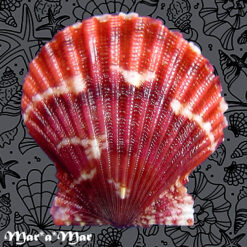 Argopecten noronhensis (E. A. Smith, 1885)
