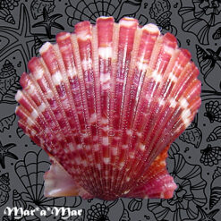 Argopecten noronhensis (E. A. Smith, 1885) - Imagem 2
