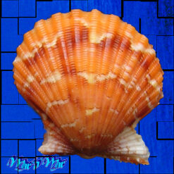 Argopecten noronhensis (E. A. Smith, 1885)