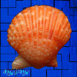 Argopecten noronhensis (E. A. Smith, 1885) - Imagem 2