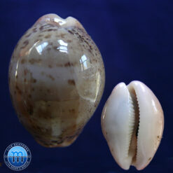 Cypraea (Luria) cinerea brasiliensis Lorenz & Hubert, 1993