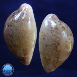Alternative view of Cypraea (Luria) cinerea brasiliensis Lorenz & Hubert, 1993