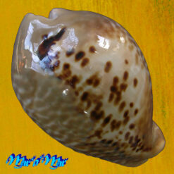 Cypraea (Muracypraea)  mus donmoorei Sowerby, 1870