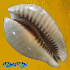 Alternative view of Cypraea (Muracypraea)  mus donmoorei Sowerby, 1870