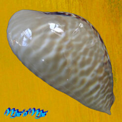 Cypraea (Muracypraea)  mus donmoorei Sowerby, 1870 - Imagem 3