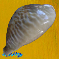 Cypraea (Muracypraea)  mus donmoorei Sowerby, 1870 - Imagem 4