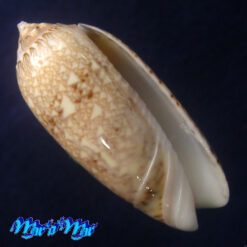 Americoliva circinata jorioi (Petuch, 2013)
