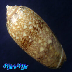 Alternative view of Americoliva circinata jorioi (Petuch, 2013)