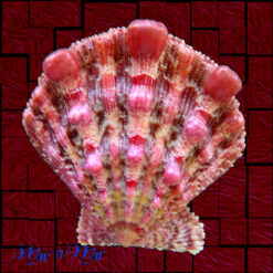 Nodipecten nodosus (Linnaeus, 1758)
