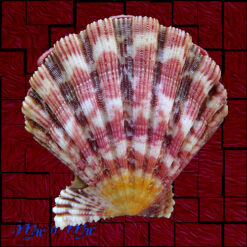 Nodipecten nodosus (Linnaeus, 1758) - Imagem 2