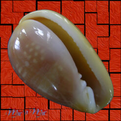 Alternative view of Bullata largillierti (Kiener, 1834)