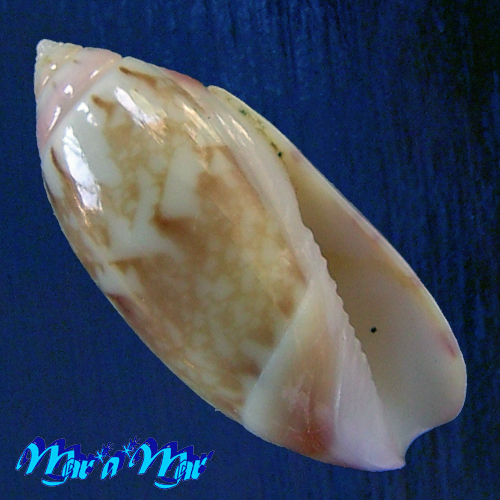 Olivella cf. watermani Olsson, 1956