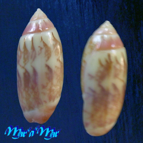 Olivella cf. watermani Olsson, 1956 - Imagem 2