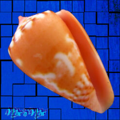 Conus mauricioi Coltro, 2004