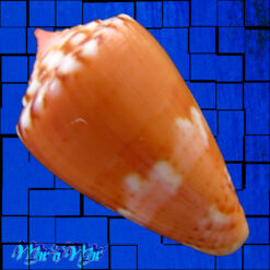 Alternative view of Conus mauricioi Coltro, 2004