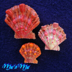 Nodipecten nodosus (Linnaeus, 1758)