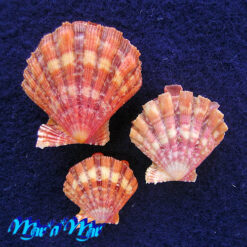 Nodipecten nodosus (Linnaeus, 1758) - Imagem 2
