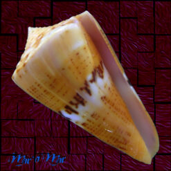 Conus worki Petuch, 1998