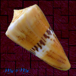 Conus worki Petuch, 1998 - Imagem 2