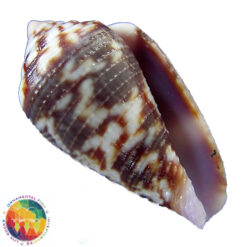 Conus hieroglyphus Duclus, 1833