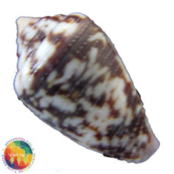Alternative view of Conus hieroglyphus Duclus, 1833