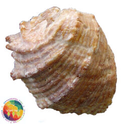 Thais planospira (Lamarck, 1822) - Imagem 2