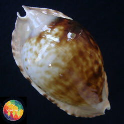 Cypraea marginata consueta Biranghi, 1993