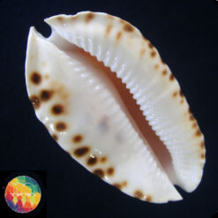 Cypraea marginata consueta Biranghi, 1993 - Imagem 4