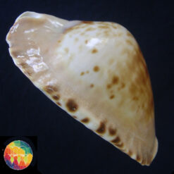 Cypraea marginata consueta Biranghi, 1993 - Imagem 3