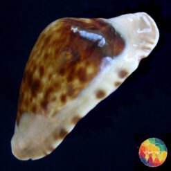 Cypraea marginata consueta Biranghi, 1993 - Imagem 2