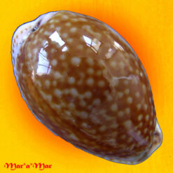 Cypraea acicularis marcuscoltroi (Petuch, 2015)