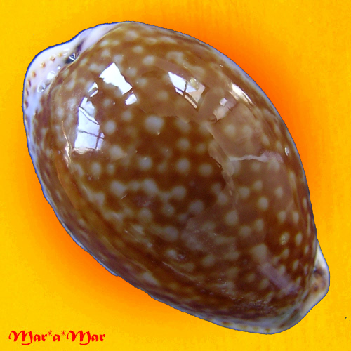 Cypraea acicularis marcuscoltroi (Petuch, 2015)