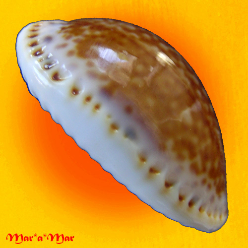 Cypraea acicularis marcuscoltroi (Petuch, 2015) - Imagem 2