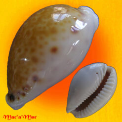Cypraea acicularis marcuscoltroi (Petuch, 2015) - Imagem 3