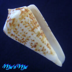 Conus (Lamniconus) lemniscatus (Reeve, 1849)