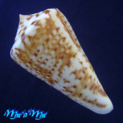 Alternative view of Conus (Lamniconus) lemniscatus (Reeve, 1849)