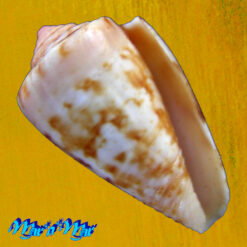 Conus neobrasiliensis (A. Monteiro, Crabos & D. Monteiro, 2025)