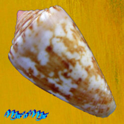 Alternative view of Conus neobrasiliensis (A. Monteiro, Crabos & D. Monteiro, 2025)