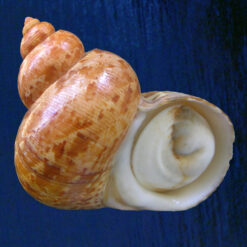 Turbo canaliculatus Hermann, 1781