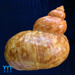 Turbo canaliculatus Hermann, 1781 - Image 2
