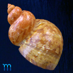 Turbo canaliculatus Hermann, 1781 - Image 3