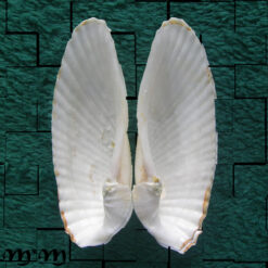 Alternative view of Cyrtopleura angelicalis Stakowian & Simone, 2024